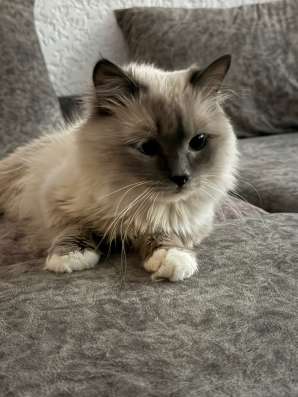 Отдам кота