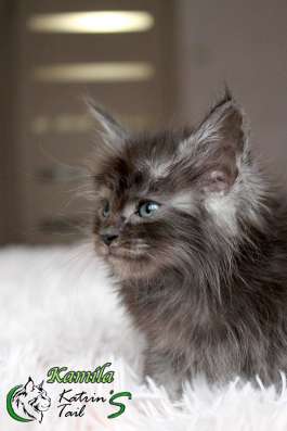 Maine Coon Female ns