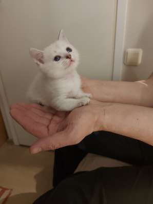 Шотландские вислоухие котята фото 7