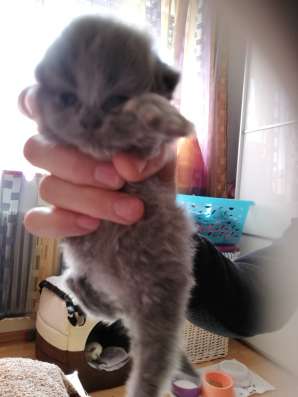 Reinrassig perserkatze Baby фото 3