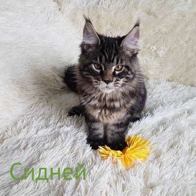 Мейн-Кун Котенок Лесного окраса фото 4