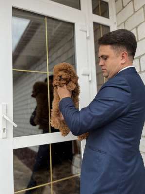 Щенок той пуделя фото 4