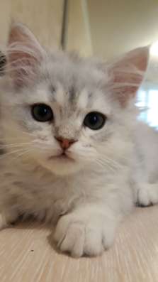 Котенок в Санкт-Петербурге