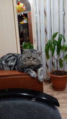 Котята Шотландские в Самаре фото 6