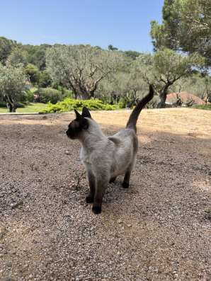 Gata con gatitos фото 3