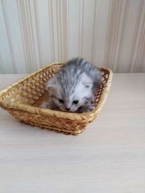 Шотландские котятки в Луховицах