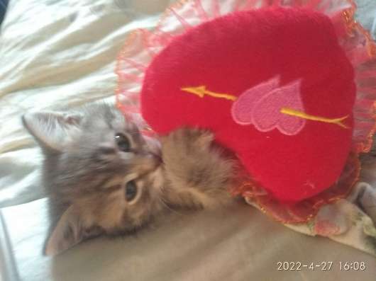 Сибирские котята в Тольятти фото 4