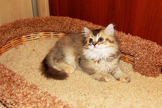 Шотландские котята