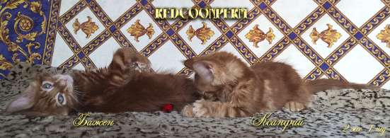 Котёнок менй кун красный солид. Шоу класс в Перми фото 9