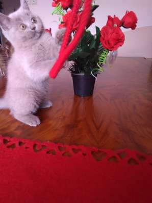 Британские котята. British kittens фото 3