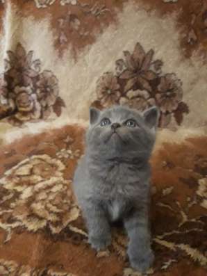 Британские котята
