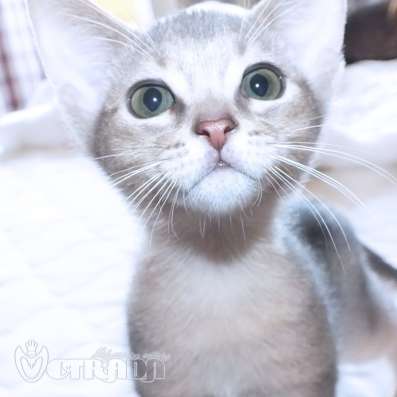 Абиссинские котята фото 7