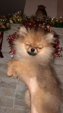Pommerscher spitz