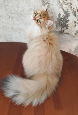 Шотландский котик в Санкт-Петербурге