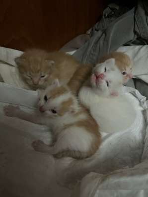 Ищу дом для котят
