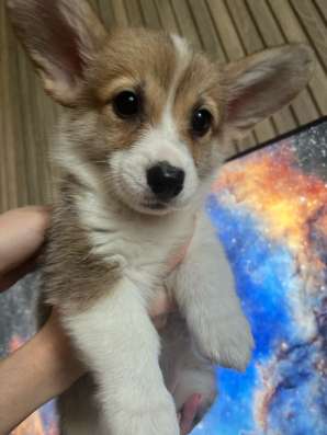 вельш пемброк корги
