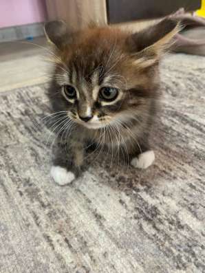 Два милых котенка