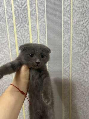 котята 500р в Волгограде