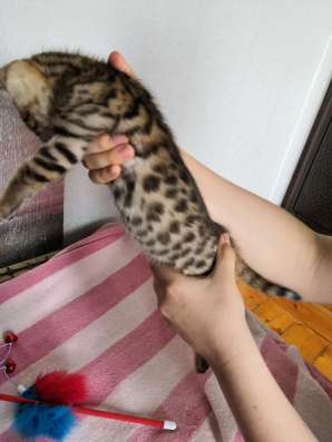 Бенгальские котята