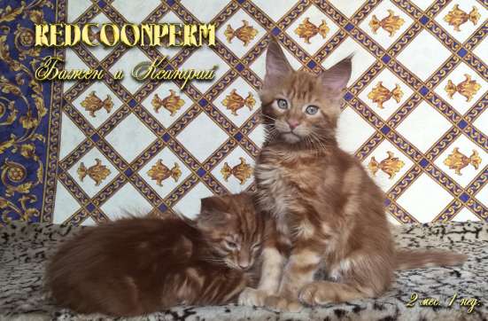 Котёнок менй кун красный солид. Шоу класс в Перми фото 7