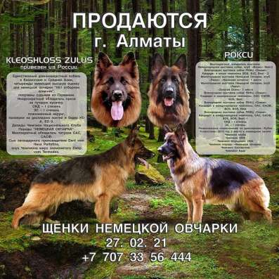 Щенки Немецкой Овчарки фото 14