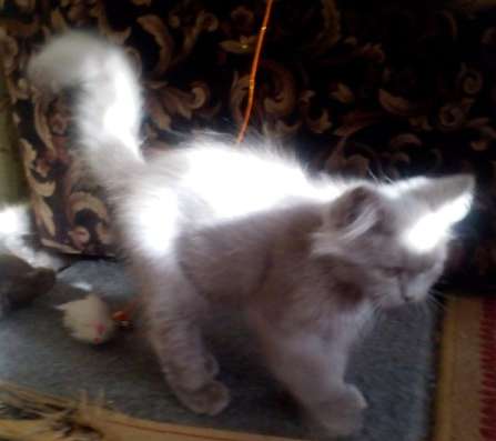 красивый котенок