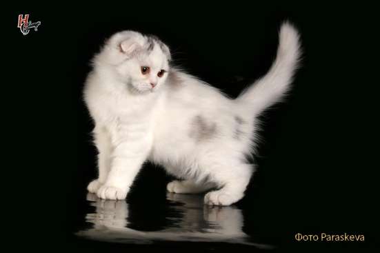 Котенок - счастье в дом