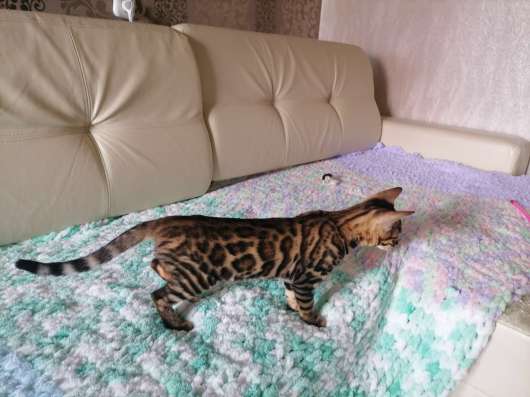 Продаются бенгальские котята фото 6