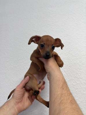 Zwergpinscher мини (до 2.5 кг) фото 9