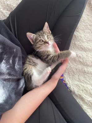 Котик в дар, бесплатно привезу