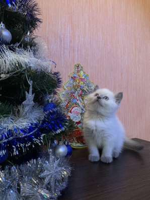 Клубные котята фото 6