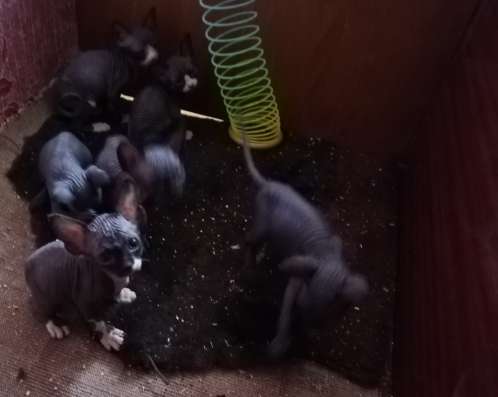 Продам котят канадского сфинкса