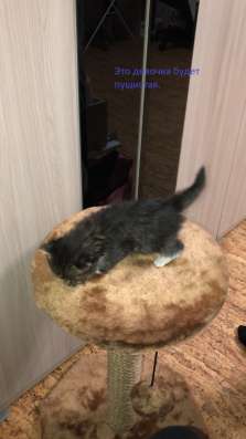 Отдам котят в Нижнем Новгороде фото 5