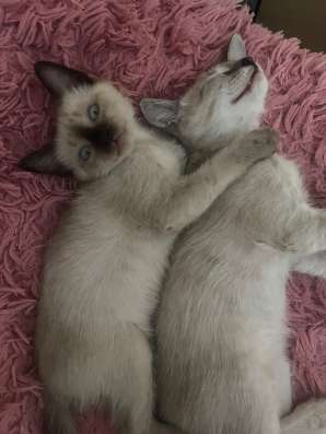 Сиамские котята в Астрахани фото 3