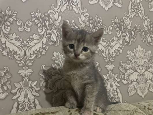 Отдаю котят в добрые руки. в Началово фото 3