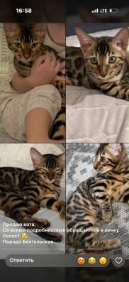 Кошка