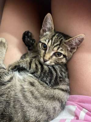 котенок