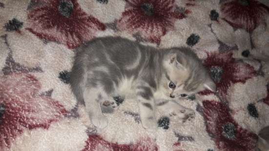 Продам британских котят в Белово фото 3