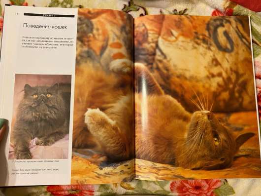 Книга «кошки»