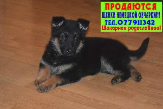 Продаются щенки немецкой овчарки!!! фото 6