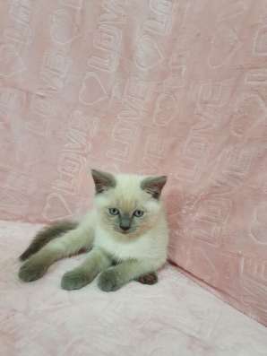 Породистые котята