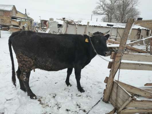 Продам корову