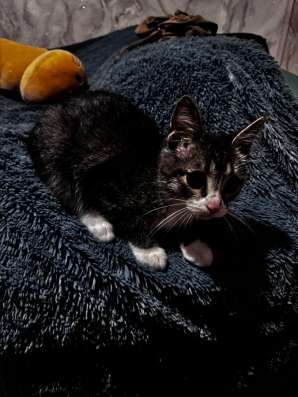 Котёнок (мальчик) в Чите