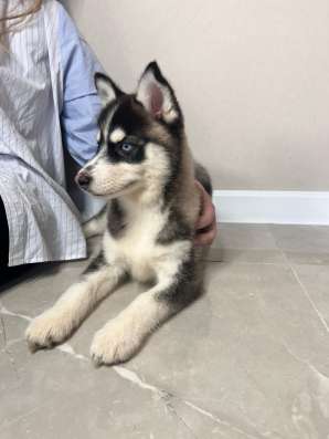 Щенки Помски Pomsky puppies в Москве фото 12