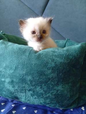 Котята Священной Бирмы в Уфе фото 5