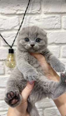 Котенок шотландский , торг