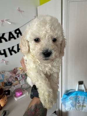 Щенки Пуделя