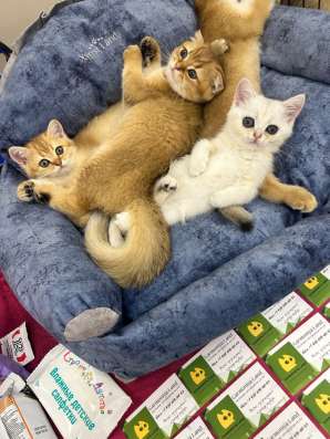 Шотландские котята в Ярославле