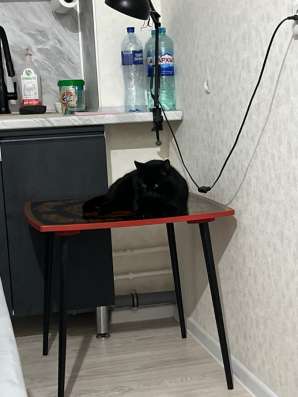Кот Тайсон в Набережных Челнах