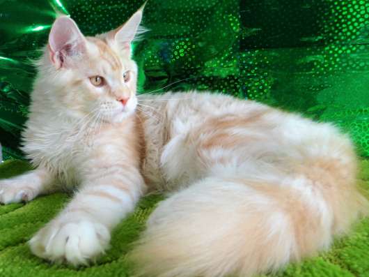 Мейн кун котенок